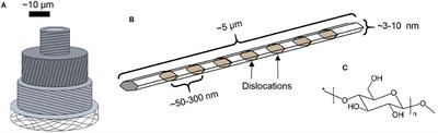 Ultrathin Films of Cellulose: A Materials Perspective